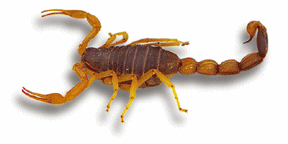 scorpion.gif (35627 bytes)